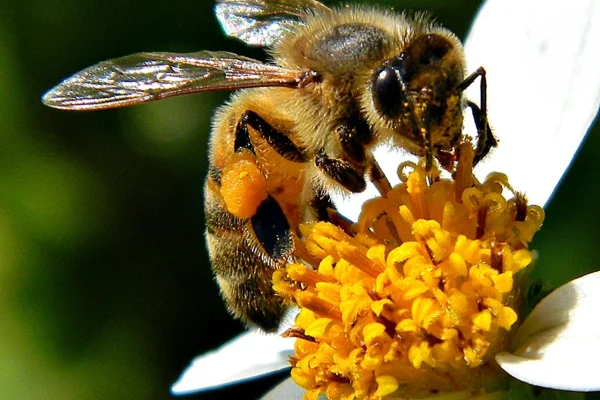 Bee4