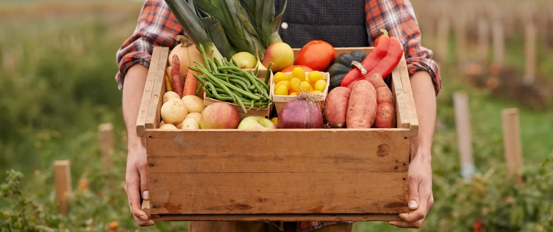 Board 7 man holding box of fresh veg in field