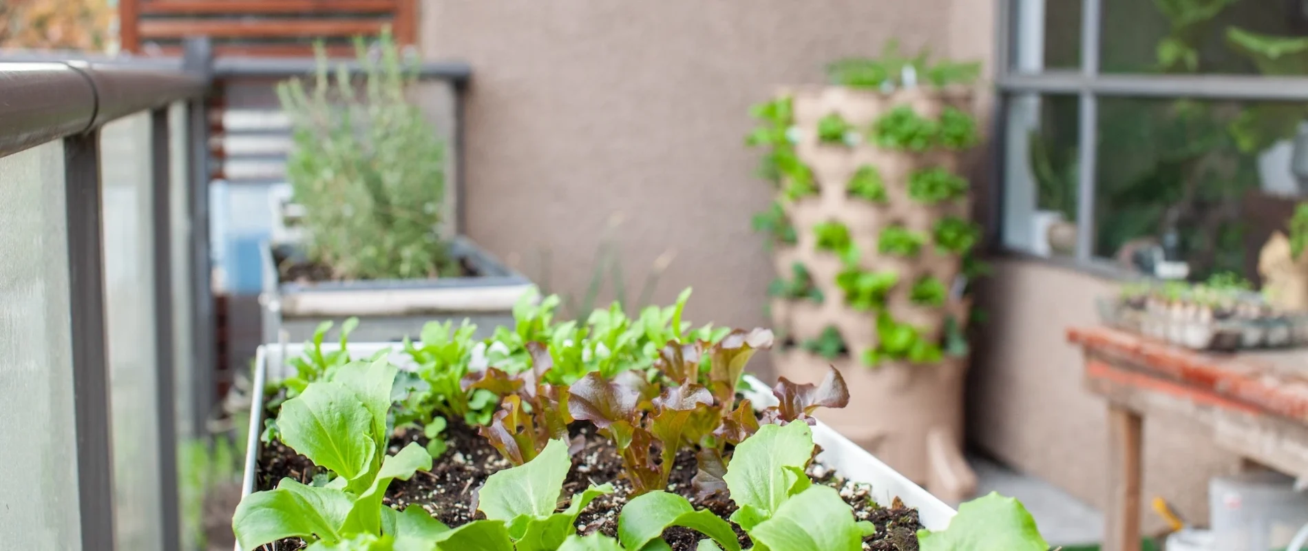 shutterstock_1952321557.jpg Board 7.1 Grow your own vegetables- you can fit a lot even in a small space!