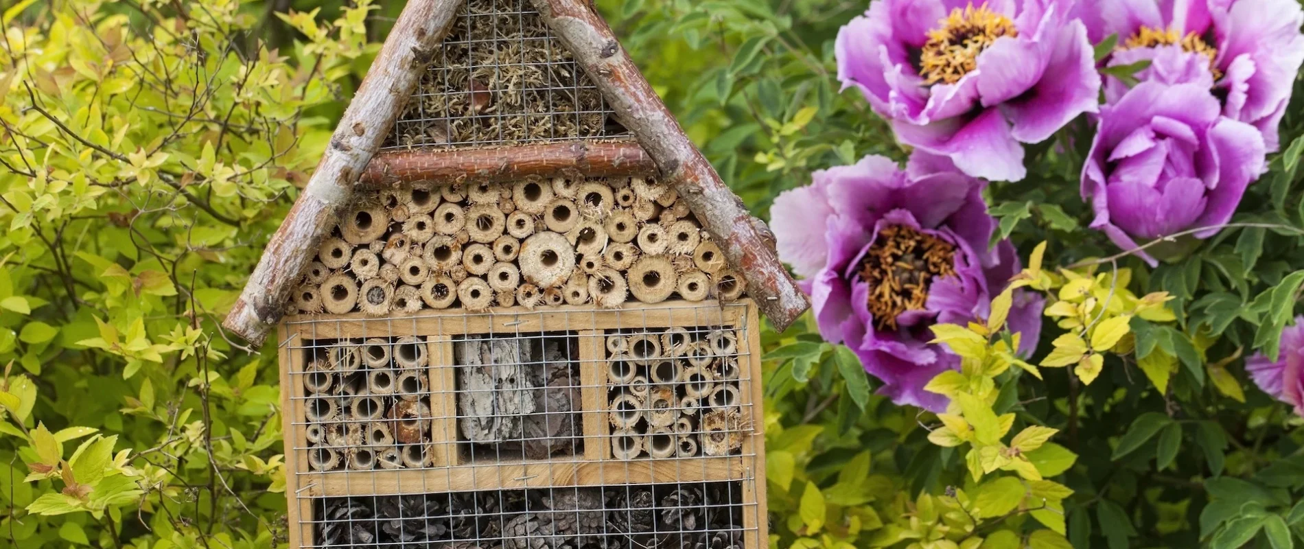 shutterstock_664841689.jpg Living quarters for bees and other pollinators
